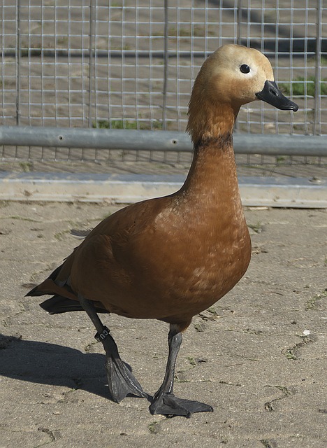 淘汰赛
