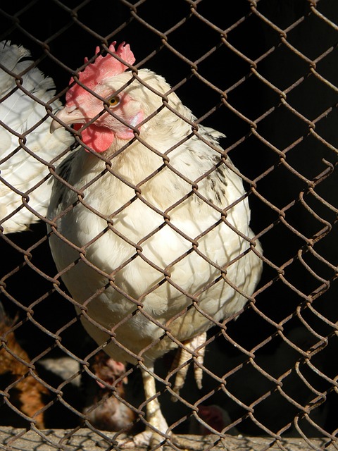 应却不同 应却不同